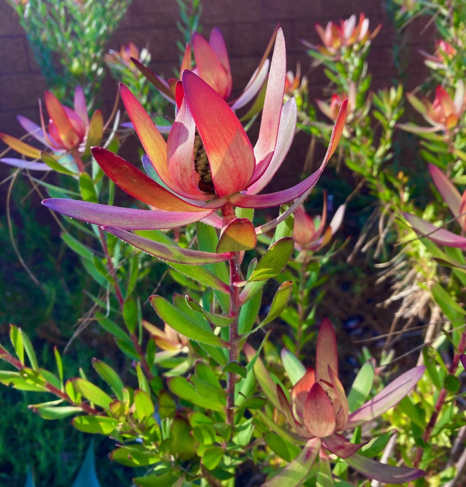 Plants by Groundswell Landscaping - Photo 4