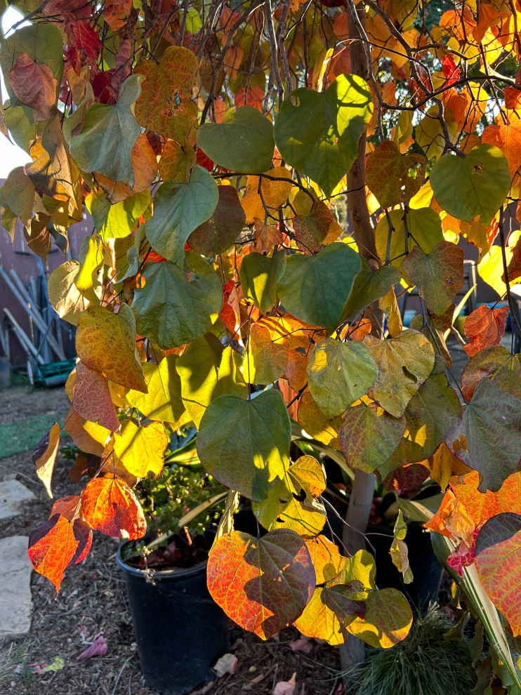 Plants by Groundswell Landscaping - Photo 2