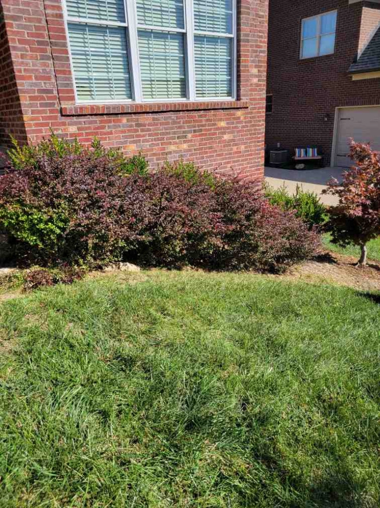 Alberto Alavez Professional Lawn Services LLC 6 by Alberto Alavez Professional Lawn Services LLC - Photo 11