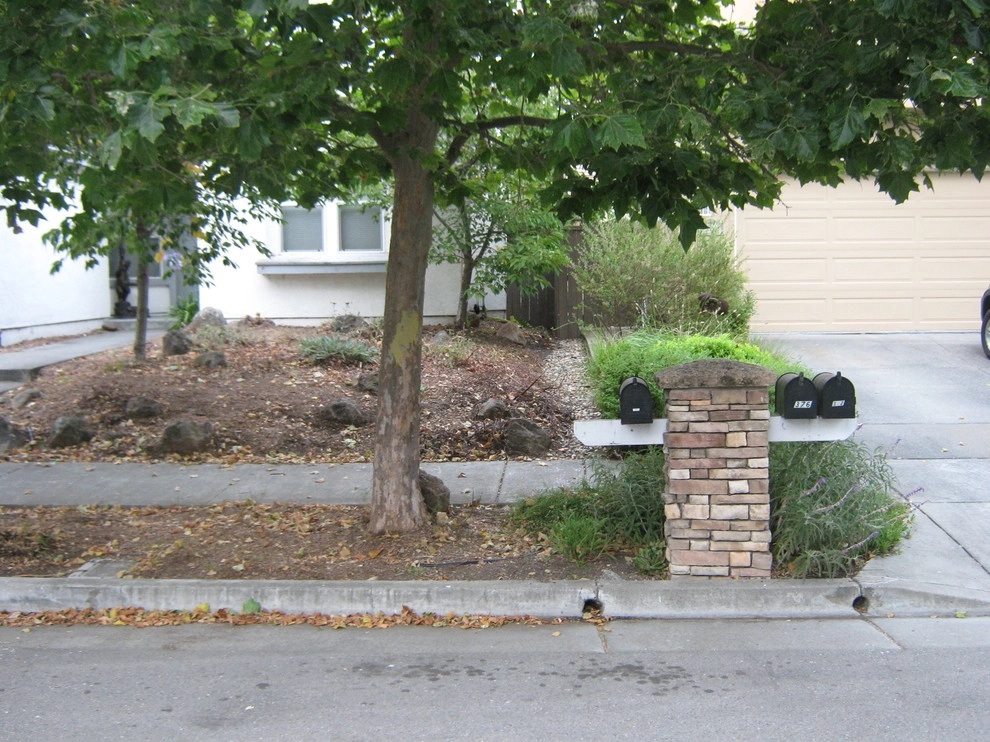 Petaluma Front Yard by Hall Landscape Design - Photo 3