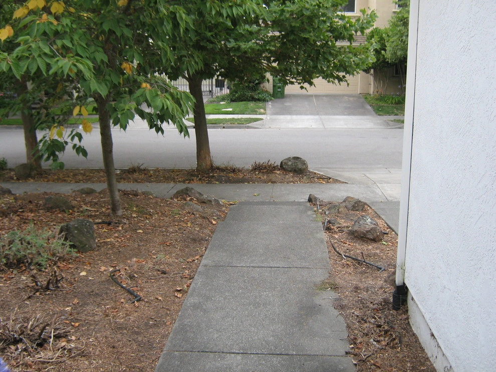 Petaluma Front Yard by Hall Landscape Design - Photo 2
