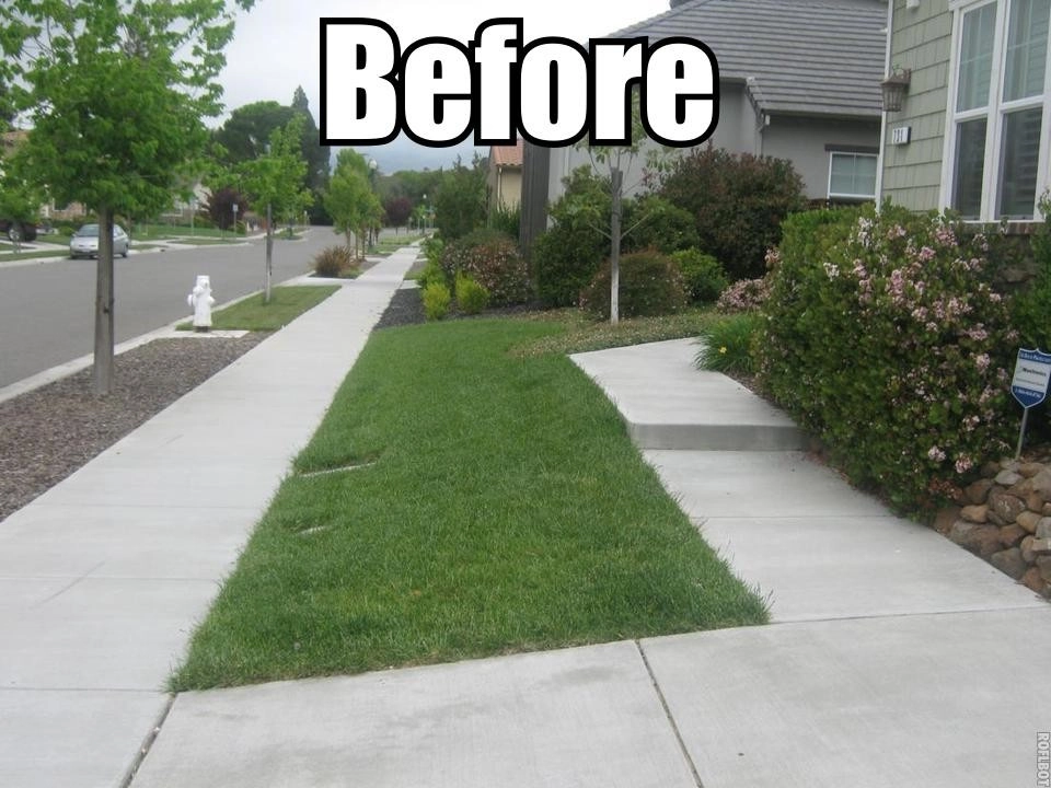 Santa Rosa Drought Tolerant Lawn Replacement by Hall Landscape Design - Photo 9