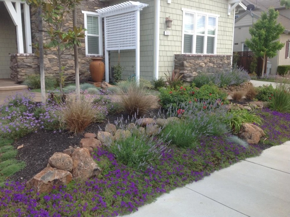 Santa Rosa Drought Tolerant Lawn Replacement by Hall Landscape Design - Photo 6