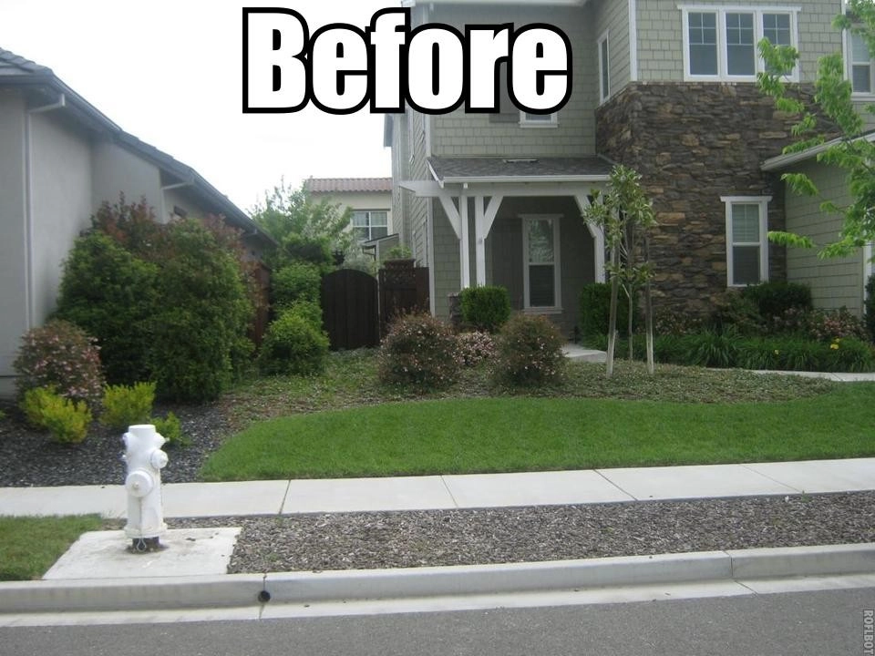 Santa Rosa Drought Tolerant Lawn Replacement by Hall Landscape Design - Photo 8