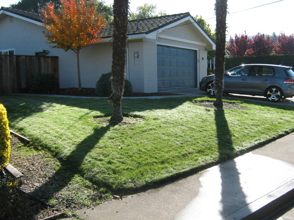 Petaluma Lawn Replacement by Hall Landscape Design - Photo 4