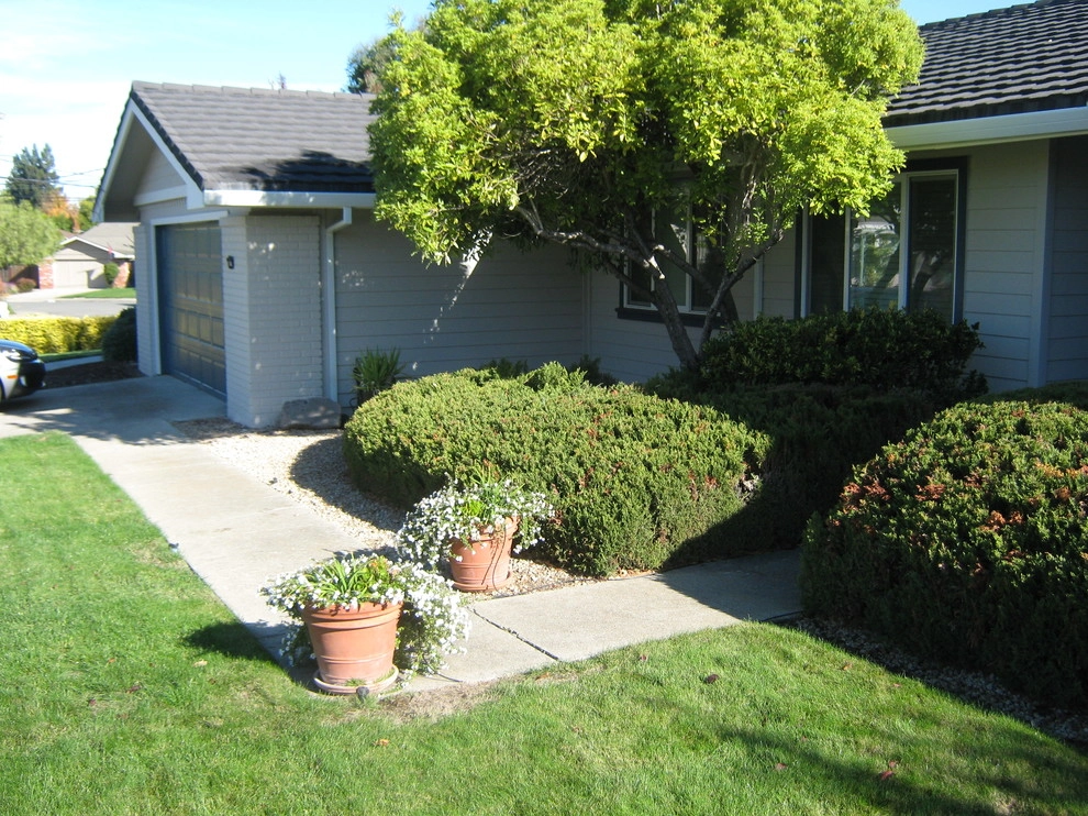 Petaluma Lawn Replacement by Hall Landscape Design - Photo 5