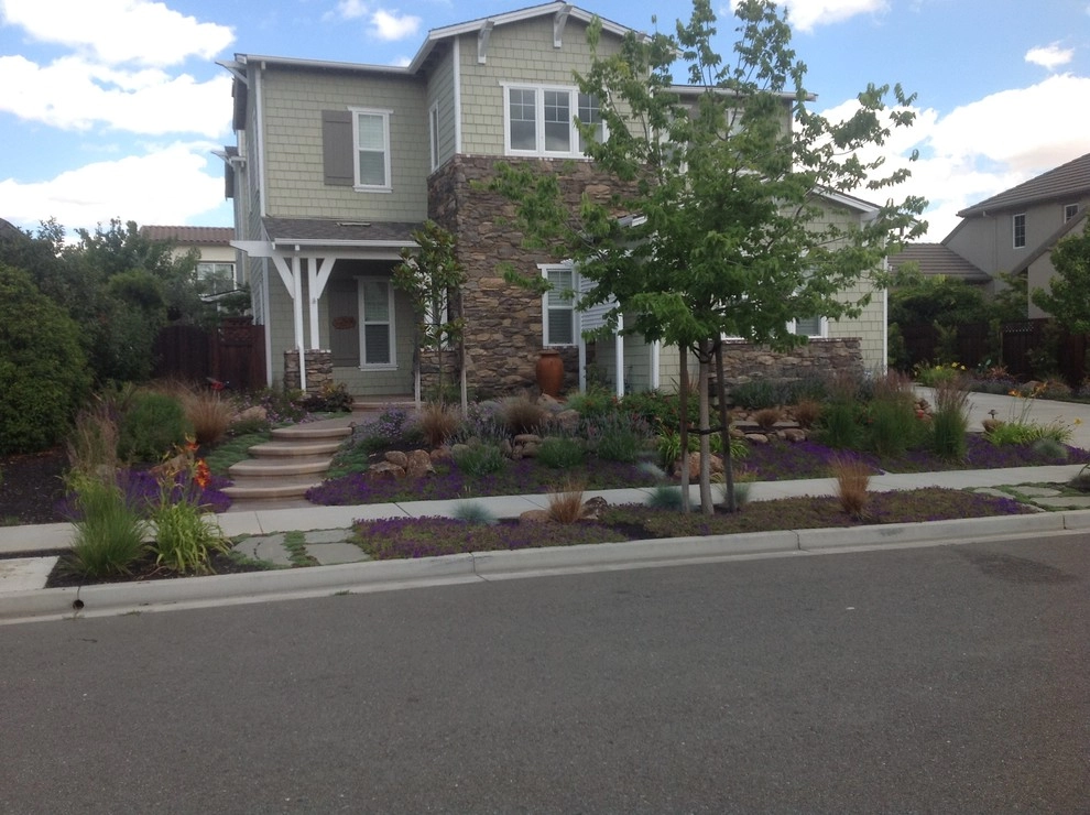 Santa Rosa Drought Tolerant Lawn Replacement by Hall Landscape Design - Photo 4