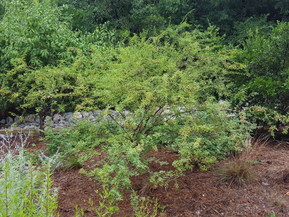 Drought tolerant and wildlife friendly front yard transformation by Happy Gardens - Photo 36