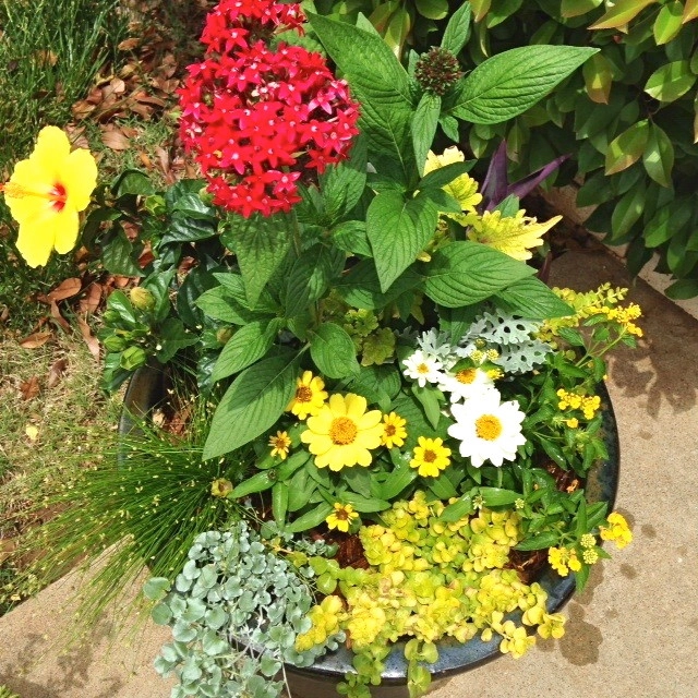 Summer Container Gardens by Adorn - Photo 15