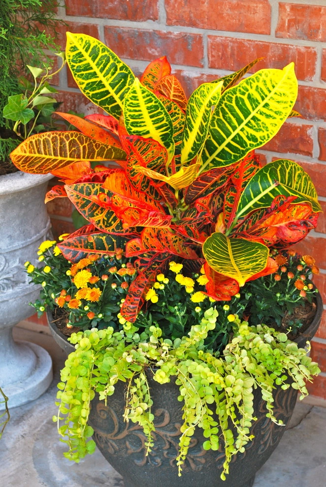 Fall Container Gardens by Adorn - Photo 4