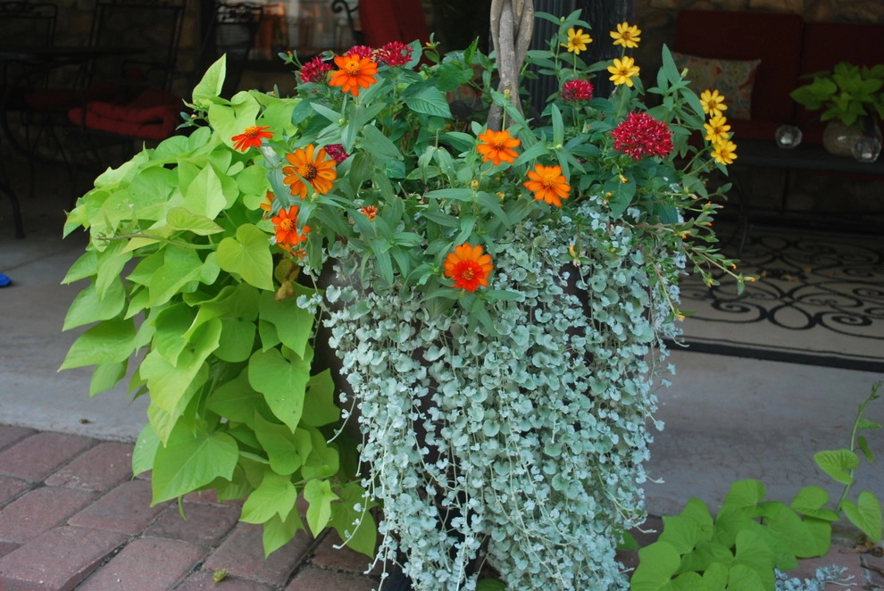 Summer Container Gardens by Adorn - Photo 34