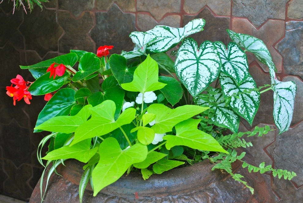 Summer Container Gardens by Adorn - Photo 20