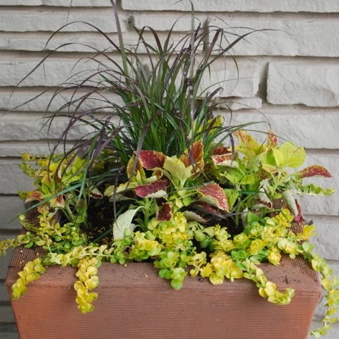 Summer Container Gardens by Adorn - Photo 29