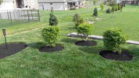 Alberto Alavez Professional Lawn Services LLC 5 by Alberto Alavez Professional Lawn Services LLC - Photo 47