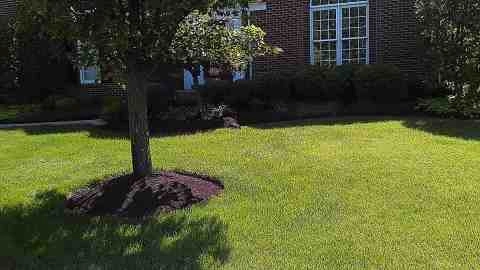 Alberto Alavez Professional Lawn Services LLC 5 by Alberto Alavez Professional Lawn Services LLC - Photo 57