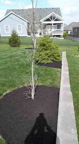 Alberto Alavez Professional Lawn Services LLC 5 by Alberto Alavez Professional Lawn Services LLC - Photo 51