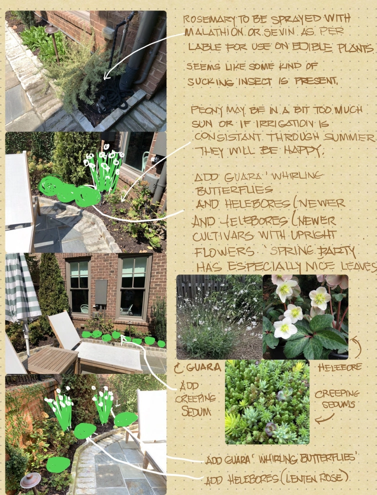 example consultation notes and sketches from an on-site meeting with additional by Heather Moll-Dunn Landscape And Garden Design - Photo 4