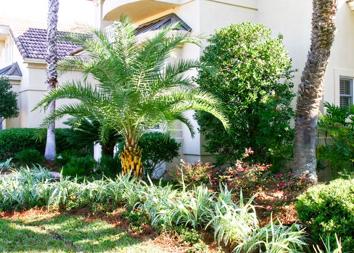 Royal Tern Road South by Hickory Creek Nursery - Photo 2
