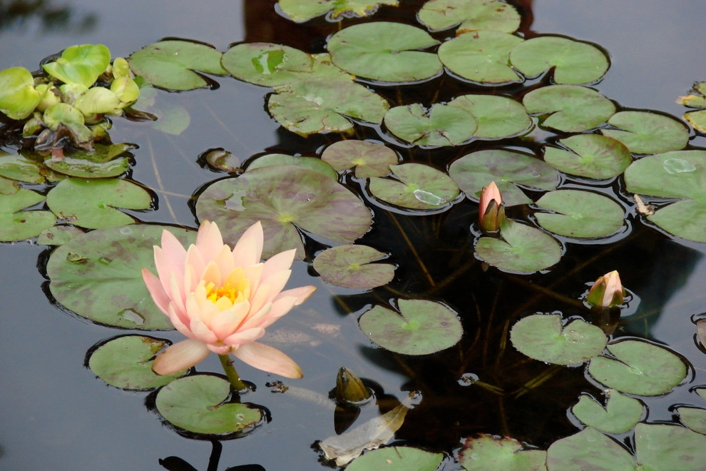 Water Garden Retreat by Hilscher Design And Ecology - Photo 5