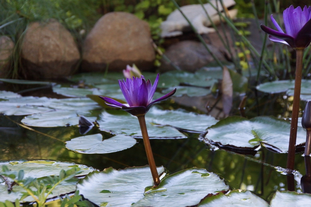 Meditation Garden by Hilscher Design And Ecology - Photo 2