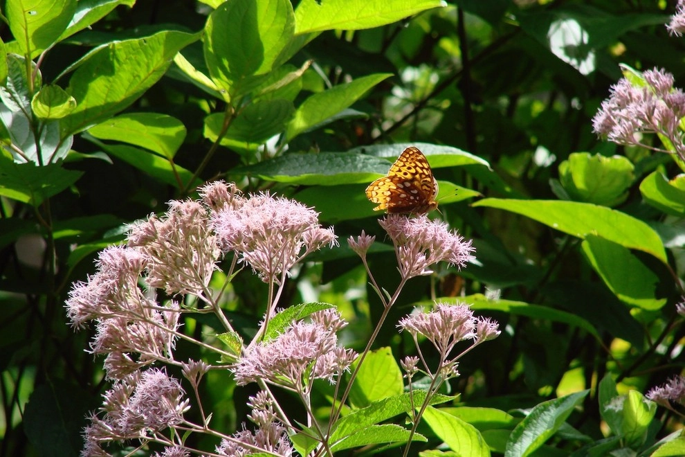 Woodland Prairie Design by Hilscher Design And Ecology - Photo 4