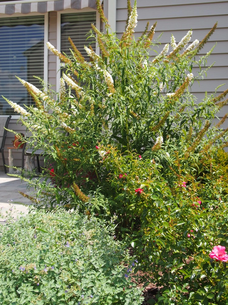 Paver Walk along Drive and Plantings by Hively Landscaping Inc. - Photo 6