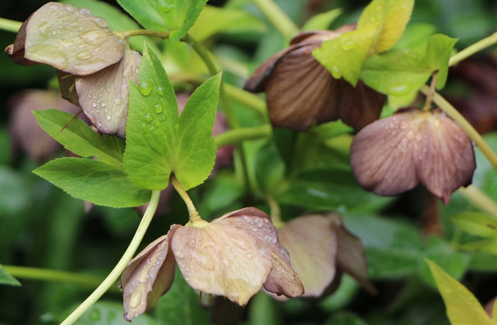 Landscape Plantings by In Harmony Sustainable Landscapes - Photo 15