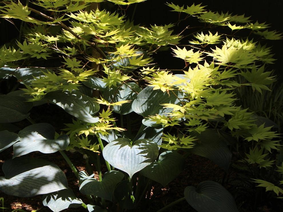 Landscape Plantings by In Harmony Sustainable Landscapes - Photo 22