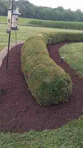 Alberto Alavez Professional Lawn Services LLC 4 by Alberto Alavez Professional Lawn Services LLC - Photo 45