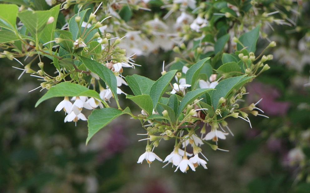 Landscape Plantings by In Harmony Sustainable Landscapes - Photo 13