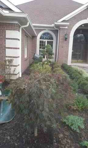 Alberto Alavez Professional Lawn Services LLC 4 by Alberto Alavez Professional Lawn Services LLC - Photo 54