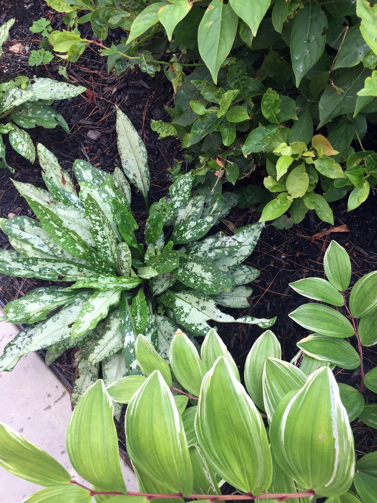 Peabody Residence Landscape by Inge Daniels Design LLC - Photo 10