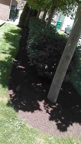 Alberto Alavez Professional Lawn Services LLC 4 by Alberto Alavez Professional Lawn Services LLC - Photo 175