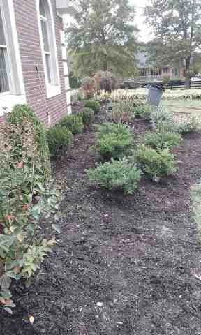 Alberto Alavez Professional Lawn Services LLC 4 by Alberto Alavez Professional Lawn Services LLC - Photo 12