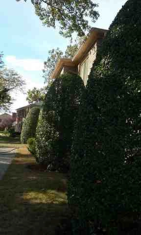 Alberto Alavez Professional Lawn Services LLC 4 by Alberto Alavez Professional Lawn Services LLC - Photo 16