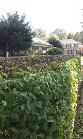 Alberto Alavez Professional Lawn Services LLC 4 by Alberto Alavez Professional Lawn Services LLC - Photo 46