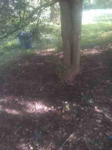 Alberto Alavez Professional Lawn Services LLC 4 by Alberto Alavez Professional Lawn Services LLC - Photo 7