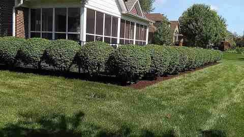Alberto Alavez Professional Lawn Services LLC 4 by Alberto Alavez Professional Lawn Services LLC - Photo 68