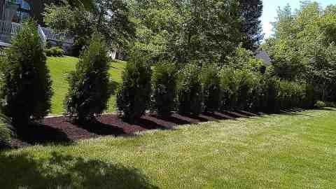 Alberto Alavez Professional Lawn Services LLC 4 by Alberto Alavez Professional Lawn Services LLC - Photo 173