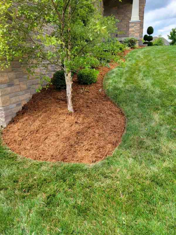 Alberto Alavez Professional Lawn Services LLC 4 by Alberto Alavez Professional Lawn Services LLC - Photo 75