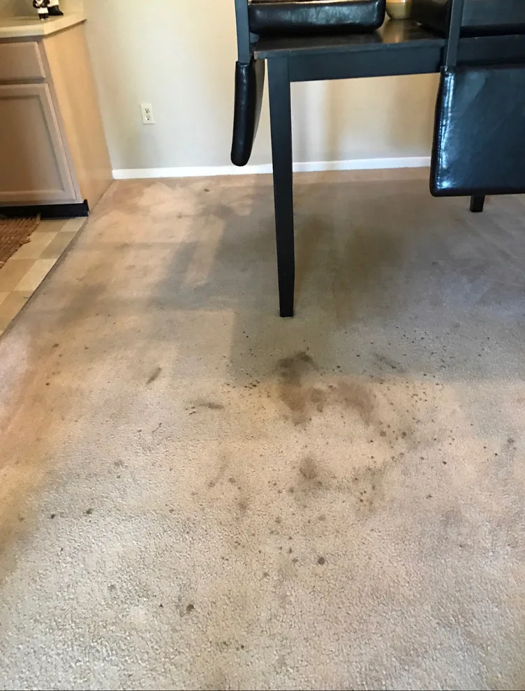 Rug Cleaning Initiatives by America's Best Carpet And Tile - Photo 8