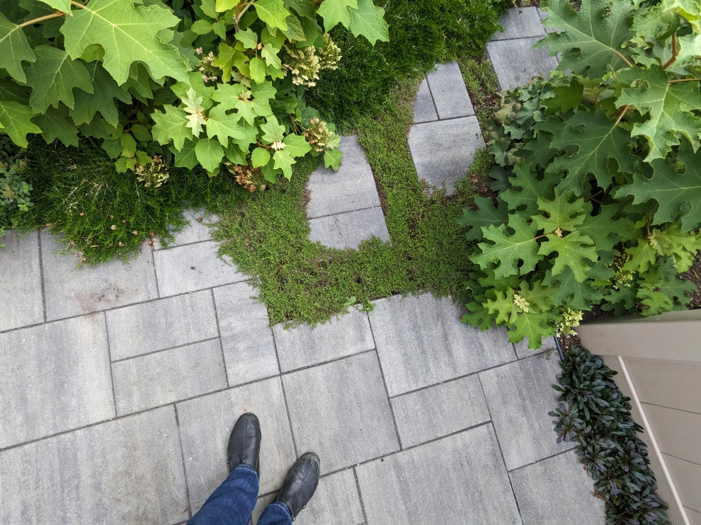 Small Lush Courtyard by Jacobs Grant Design Ltd - Photo 3