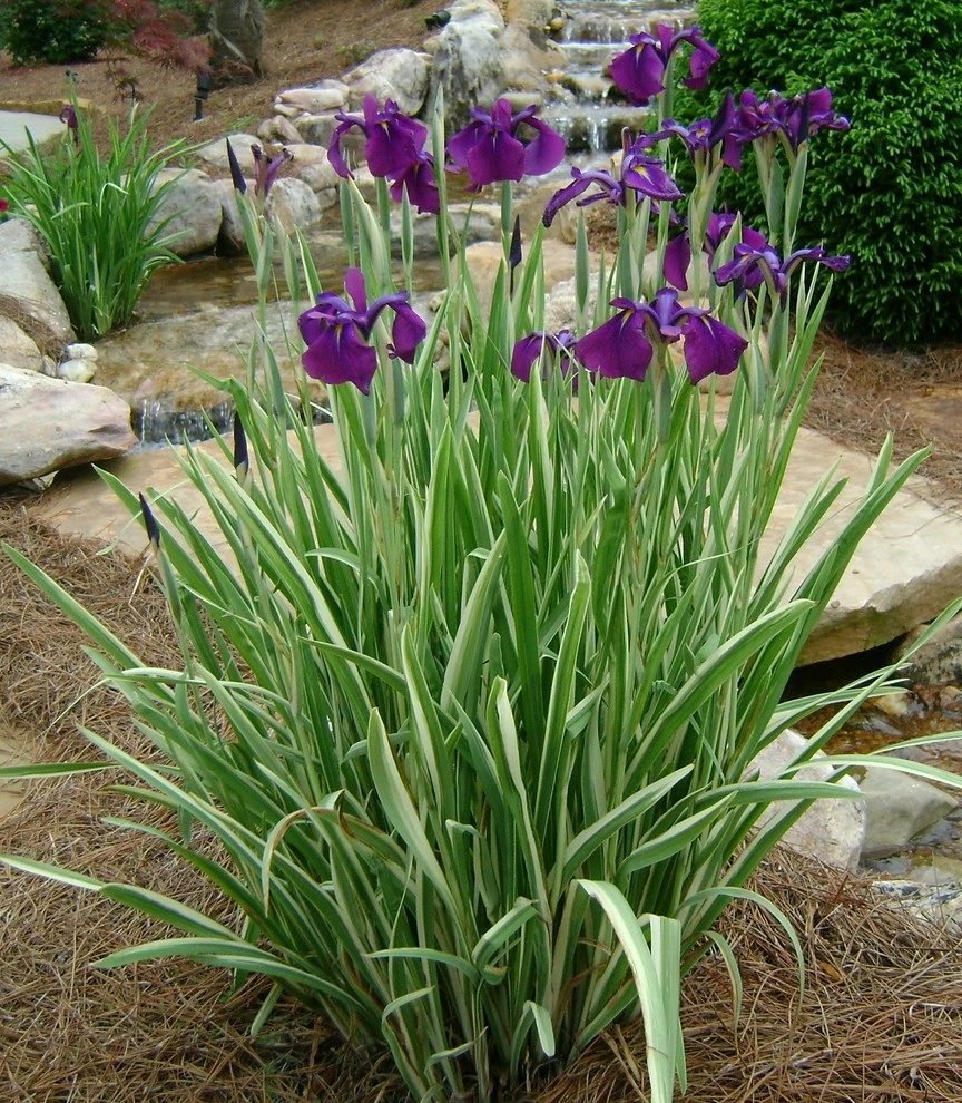 The Joy of Plants! by Allin Landscaping - Photo 7