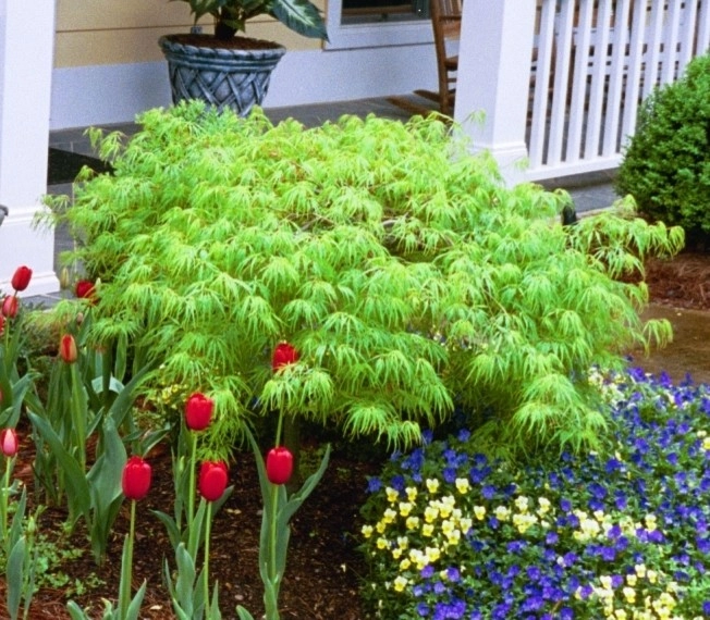 The Joy of Plants! by Allin Landscaping - Photo 15