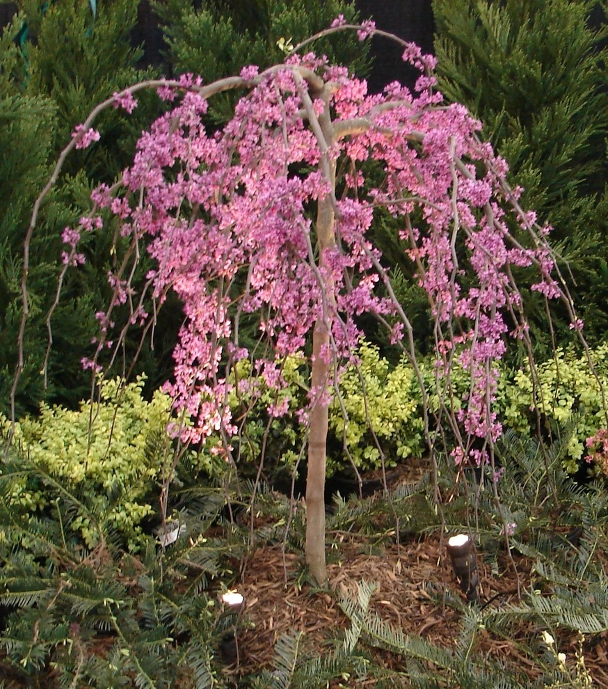 The Joy of Plants! by Allin Landscaping - Photo 16