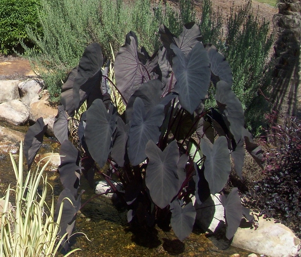 The Joy of Plants! by Allin Landscaping - Photo 8