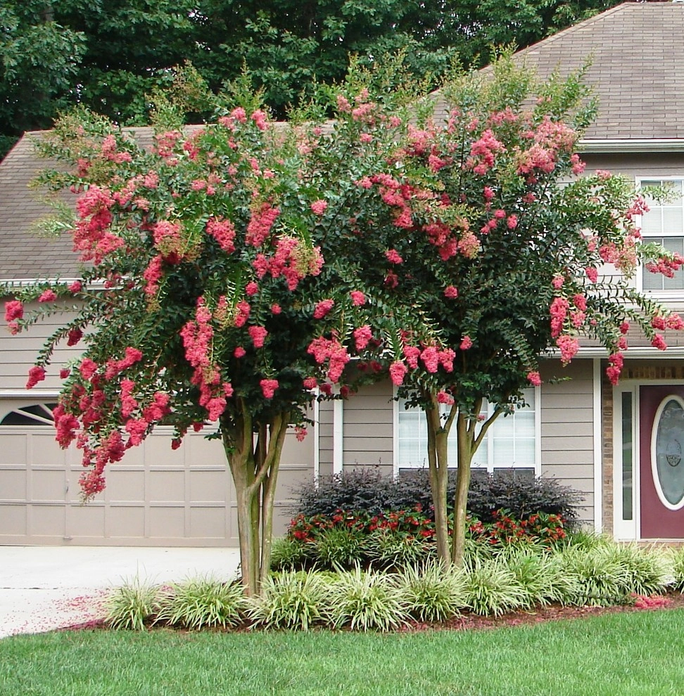 The Joy of Plants! by Allin Landscaping - Photo 13