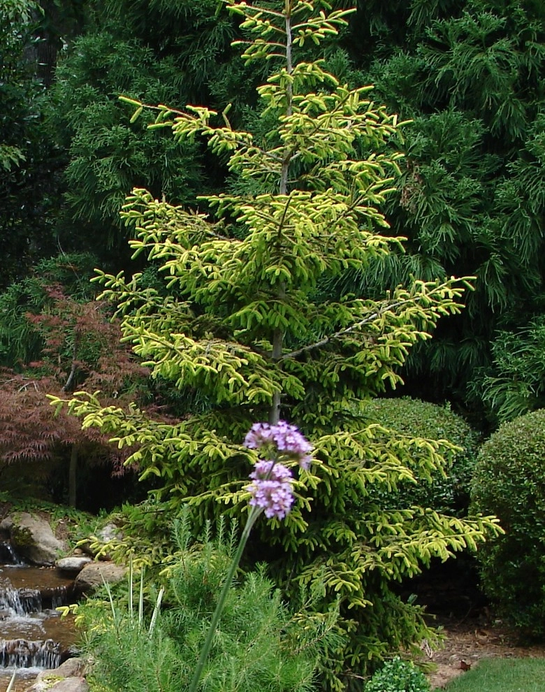 The Joy of Plants! by Allin Landscaping - Photo 2