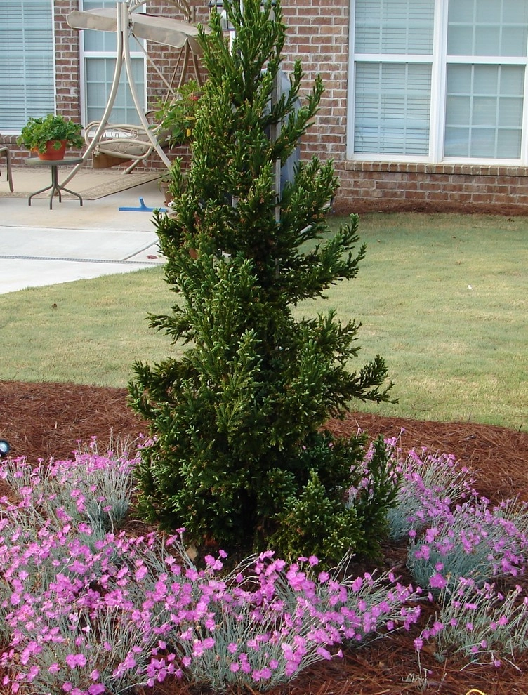 The Joy of Plants! by Allin Landscaping - Photo 21
