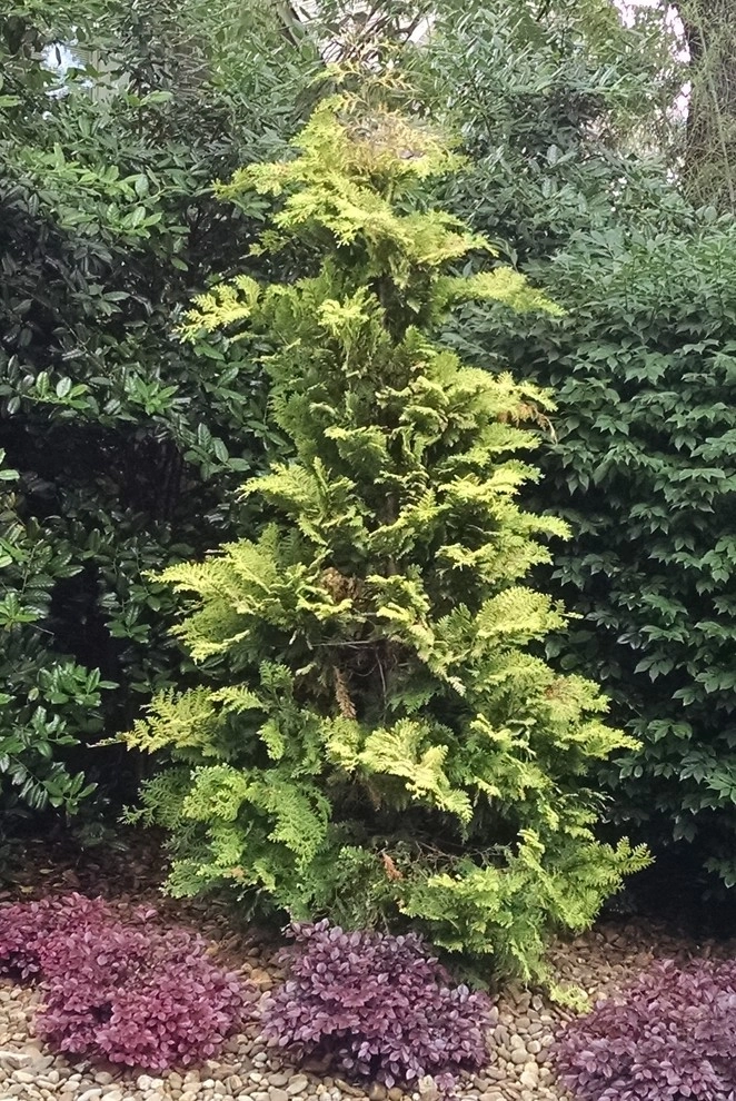 The Joy of Plants! by Allin Landscaping - Photo 18